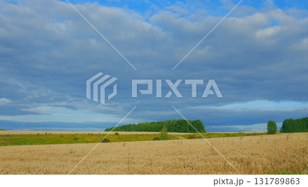 A Serene Landscape Showcasing a Cloudy Sky Intertwined with Beautiful Golden Fields A Serene Landscape Showcasing a Cloudy Sky Intertwined with Beautiful Golden Fields 131789863