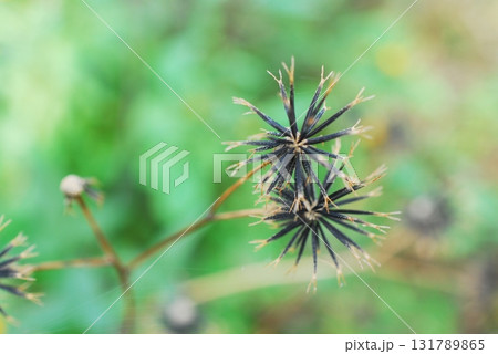 コセンダングサの種 131789865