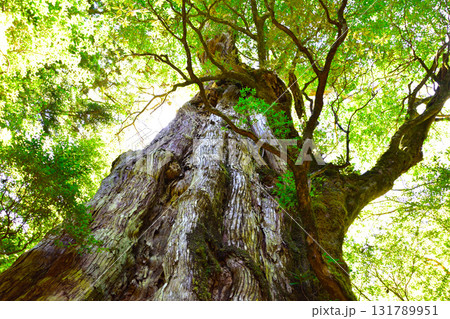 屋久島　紀元杉 131789951