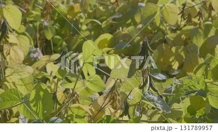 The Beautiful and Vibrant Green Foliage of soybeans Plants with Distinctive Seed Pods Present 131789957