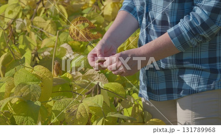 Gathering colorful leaves in a picturesque and sunny soybeans field during the lovely autumn season Gathering colorful leaves in a picturesque and sunny soybeans field during the lovely autumn season 131789968