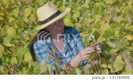 A Woman Engaged in the Task of Harvesting Soybeans Amidst a Lush and Vibrant Field A Woman Engaged in the Task of Harvesting Soybeans Amidst a Lush and Vibrant Field 131789996