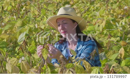 Exploring the Diverse and Vibrant soybeans Plant Life in Natures Lush Greenery and Landscapes 131789997