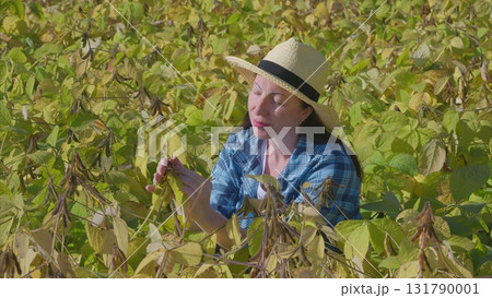 Harvesting Beans in a Beautiful, Sunny Field Landscape with a Focus on Agriculture and Nature 131790001