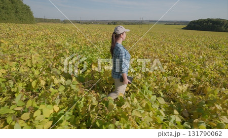 Walking Through a Beautiful soybeans field in Autumn An Experience of Natures Splendor Walking Through a Beautiful soybeans field in Autumn An Experience of Natures Splendor 131790062