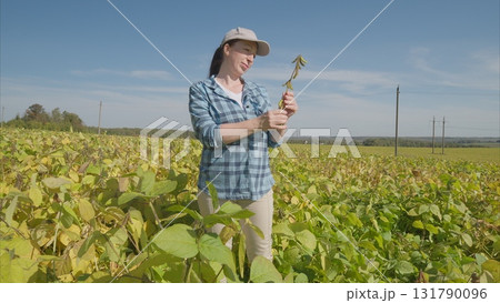 A Woman Carefully Examining soybeans Crops in a Lush Green Field Beneath a Bright Blue Sky 131790096