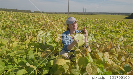 Harvesting soybeans Agricultural Plants in a Colorful and Vibrant Field of Greenery 131790100