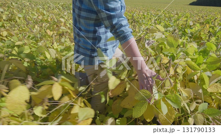 Exploring the Golden soybeans Fields A Hands Journey Through the Wonders of Nature and Life 131790133