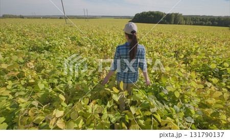 Embarking on a Journey to Explore the Beautiful Scenic soybeans Fields Filled with Green and Yellow Crops Embarking on a Journey to Explore the Beautiful Scenic soybeans Fields Filled with Green and Yellow Crops 131790137