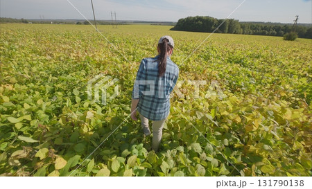 Discovering and Wandering Through Lush Green soybeans Fields Under Bright and Sunny Weather Outdoors Discovering and Wandering Through Lush Green soybeans Fields Under Bright and Sunny Weather Outdoors 131790138