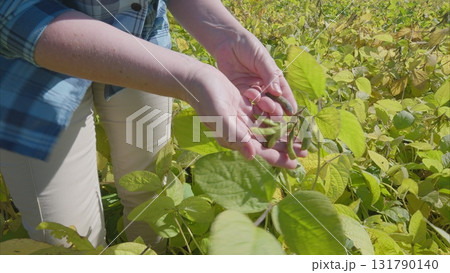 The process of harvesting soybeans takes place in the lush green fields of rural agriculture The process of harvesting soybeans takes place in the lush green fields of rural agriculture 131790140
