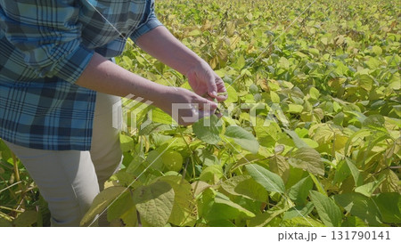 Harvesting Fresh and Vibrant Green Beans in a Lush and Beautiful Field of Nature Harvesting Fresh and Vibrant Green Beans in a Lush and Beautiful Field of Nature 131790141