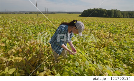 A Woman Actively Engaged in Harvesting Activities in a Beautiful Green soybeans Setting A Woman Actively Engaged in Harvesting Activities in a Beautiful Green soybeans Setting 131790154
