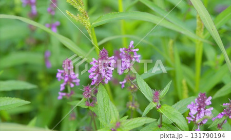 Stunningly Beautiful Purple Flowers Gracefully Surrounded by Lush Green Greenery 131790194