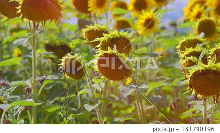 A Vibrant Sunflower Field in Full Bloom, Bathed in Bright Sunlight and Under Clear Blue Skies A Vibrant Sunflower Field in Full Bloom, Bathed in Bright Sunlight and Under Clear Blue Skies 131790196
