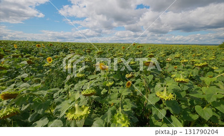 A Vibrant Sunflower Field Flourishing Under a Dramatic Cloudy Sky and Scenic Landscape 131790204