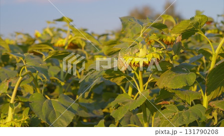 A Beautiful and Vibrant Sunflower Field, Bathed in the Warm, Golden Glow of the Evening Light 131790208