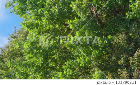 A Beautiful and Lush Green Tree Canopy Spreading Out Under a Clear Blue Sky Above Us 131790211