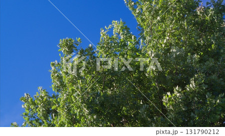 A Lush Green Tree Standing Majestically Against a Beautiful and Clear Blue Sky Above A Lush Green Tree Standing Majestically Against a Beautiful and Clear Blue Sky Above 131790212
