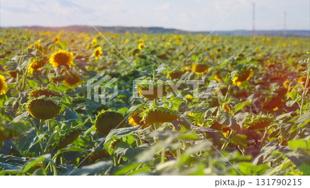 A Truly Vibrant and Colorful Sunflower Field is Stretching Out Beneath Clear and Sunny Skies A Truly Vibrant and Colorful Sunflower Field is Stretching Out Beneath Clear and Sunny Skies 131790215