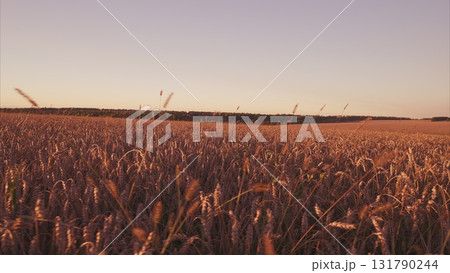 A beautiful Golden Wheat Field at Dusk, showcasing natures serene and tranquil beauty A beautiful Golden Wheat Field at Dusk, showcasing natures serene and tranquil beauty 131790244