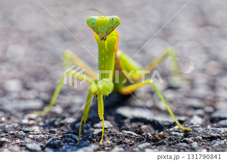 地に降りたハラビロカマキリ 131790841