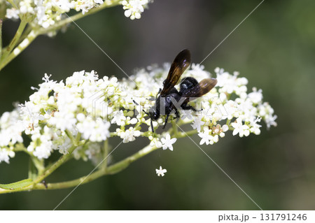 キオビツチバチ 131791246