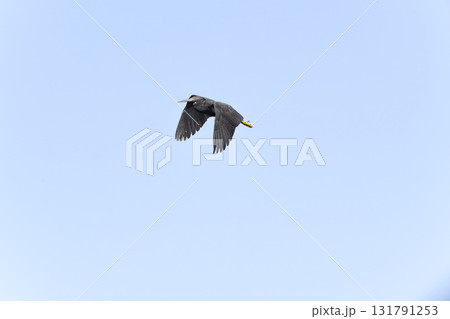 クロサギ クロサギ 131791253