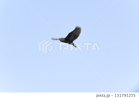 クロサギ クロサギ 131791255