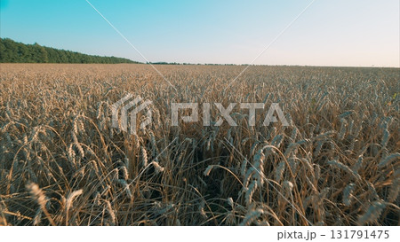 A Golden Wheat Field Beautifully Spreads Out Under A Clear Blue Sky, Safe And Serene 131791475