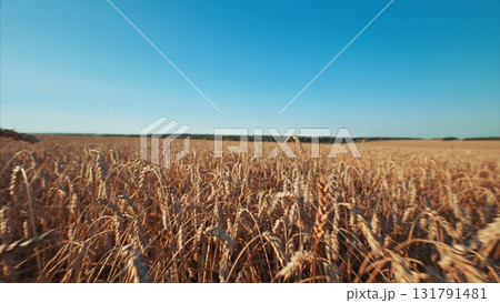 A Breathtaking Golden Wheat Field Under a Clear and Beautiful Blue Sky Expansively Spread A Breathtaking Golden Wheat Field Under a Clear and Beautiful Blue Sky Expansively Spread 131791481