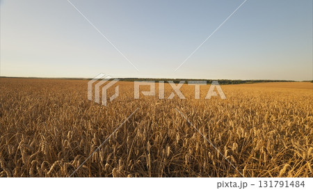 A Beautiful Golden Field of Crops Flourishing Under a Vast, Clear Blue Sky Above A Beautiful Golden Field of Crops Flourishing Under a Vast, Clear Blue Sky Above 131791484