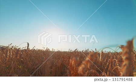 A Picturesque, Golden Field Spreading Under a Bright, Clear Sky at Beautiful Sunrise Time A Picturesque, Golden Field Spreading Under a Bright, Clear Sky at Beautiful Sunrise Time 131791488