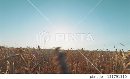 A Beautiful Sunrise Over Expansive Golden Fields That Capture The Essence Of Natures Splendor A Beautiful Sunrise Over Expansive Golden Fields That Capture The Essence Of Natures Splendor 131791510