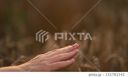 Enjoying a Gentle Touch in a Beautiful Golden Field at Sunset, Embracing Natures Beauty 131791541