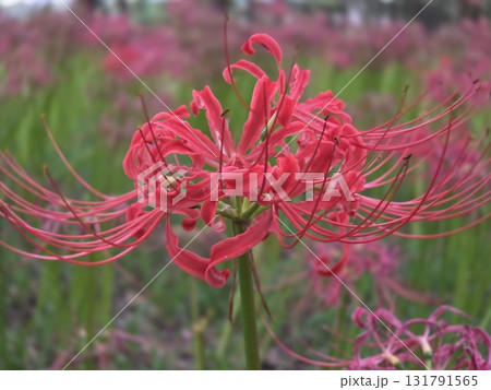 赤い彼岸花 131791565
