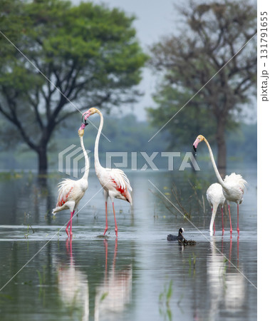 nature scenery or natural painting by Greater flamingo or Phoenicopterus roseus flock or flamingos family during winter migration at Keoladeo National Park Bharatpur bird sanctuary rajasthan india nature scenery or natural painting by Greater flamingo or Phoenicopterus roseus flock or flamingos family during winter migration at Keoladeo National Park Bharatpur bird sanctuary rajasthan india 131791655
