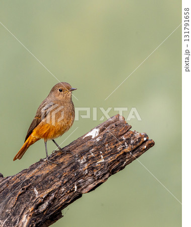 Black redstart or Phoenicurus ochruros at keoladeo national park bharatpur bird sanctuary rajasthan india. beautiful bird closeup or portrait with natural green background in winter season migration Black redstart or Phoenicurus ochruros at keoladeo national park bharatpur bird sanctuary rajasthan india. beautiful bird closeup or portrait with natural green background in winter season migration 131791658