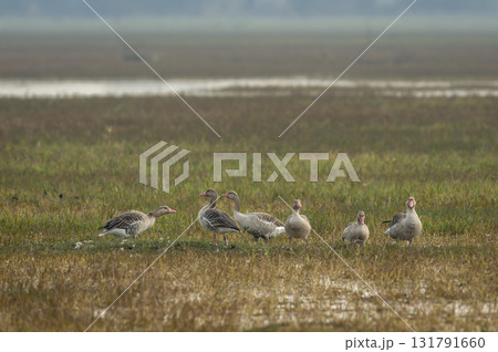 Greylag goose or Anser anser flock family at keoladeo national park or bharatpur bird sanctuary rajasthan india asia bird in open grassland with shallow water or wetland during winter season migration 131791660