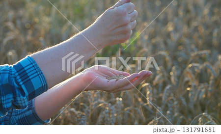 Sowing Seeds in a Beautiful Wheat Field During a Stunning Sunset at the End of the Day Sowing Seeds in a Beautiful Wheat Field During a Stunning Sunset at the End of the Day 131791681