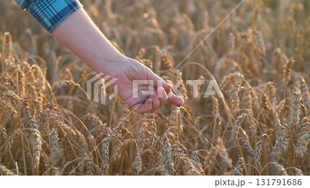 Harvesting Wheat in the Lush Golden Fields under the Bright Sunlight of Natures Splendor 131791686