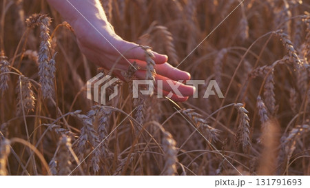 A Gentle Touch on Wheat Field at Sunset Capturing the Beauty of Natures Flourishing Bounty 131791693