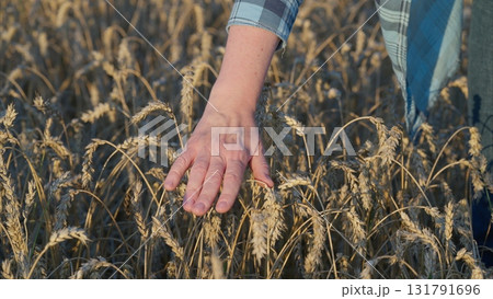 Gently Touching the Beautiful Golden Wheat in the Expansive Field Nearing Harvest Time 131791696
