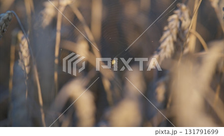 A mesmerizing Golden Wheat Field with a Spider captured in exquisite Focus and detail 131791699