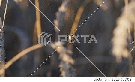 Intriguing and captivating Spider observed in a lush Grassy Field at beautiful Dusk 131791702
