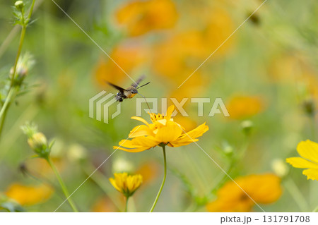 ヒメクロホウジャク 131791708