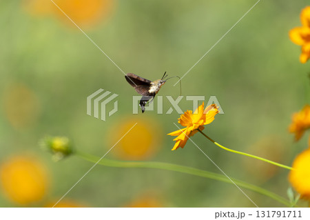 ヒメクロホウジャク 131791711