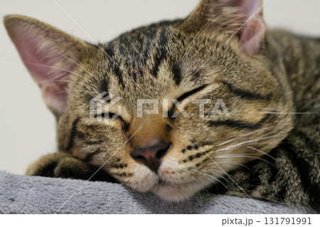 寝ている猫 131791991