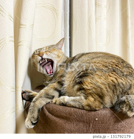 キャットタワーであくびするキジ猫 131792179