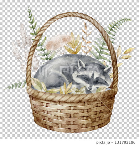 Watercolor illustration of sleeping Raccoon in basket with forest leaves. Drawing with woodland cute animal for autumn nursery posters or baby shower invitations or greeting cards. 131792186